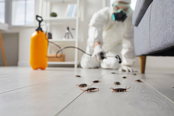 Commercial Rodent Management in West Hazleton